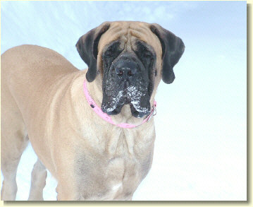 KiKi in the snow - 4 years old