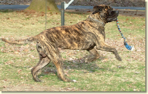 Parker running with his toy - 11 months old